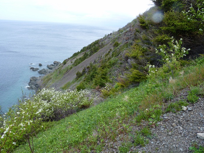 Cape Mabou Highland Hiking Trails 5.jpg